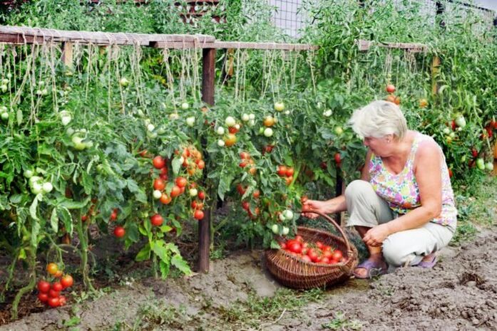 Tomates de xardín contra varices